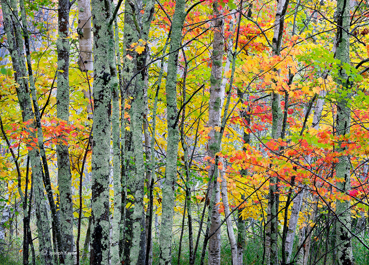 The Autumn Forest | Maine | Joseph Kayne Photography